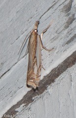 Crambus saltuellus