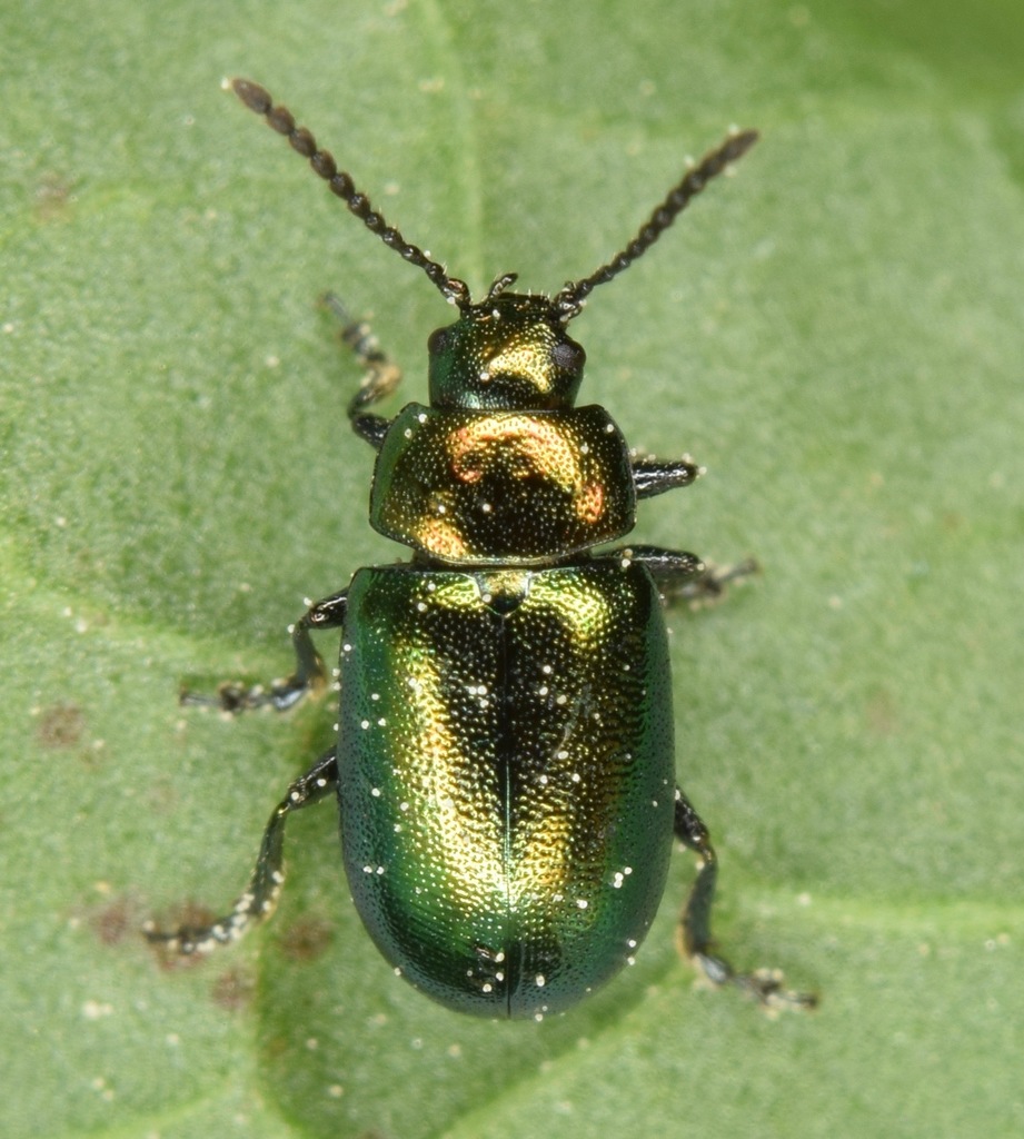 Blue Dock Beetle