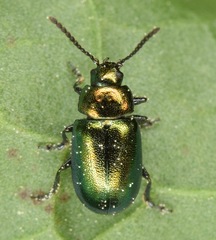 Gastrophysa cyanea