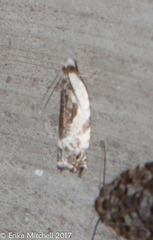 Ancylis nubeculana