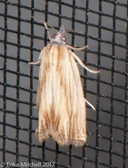 Eucosma umbrastriana