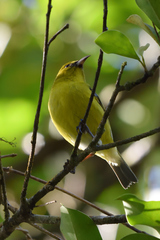 Chlorodrepanis flava