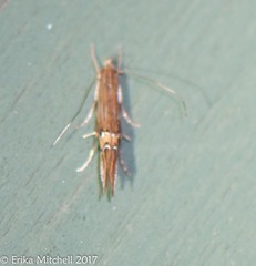 Cosmopterix