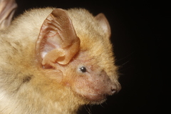 Lasiurus xanthinus