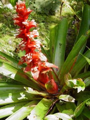 Guzmania variegata, photograph Frank Dietze, CC BY, iNaturalist via GBIF
