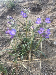 Penstemon gormanii