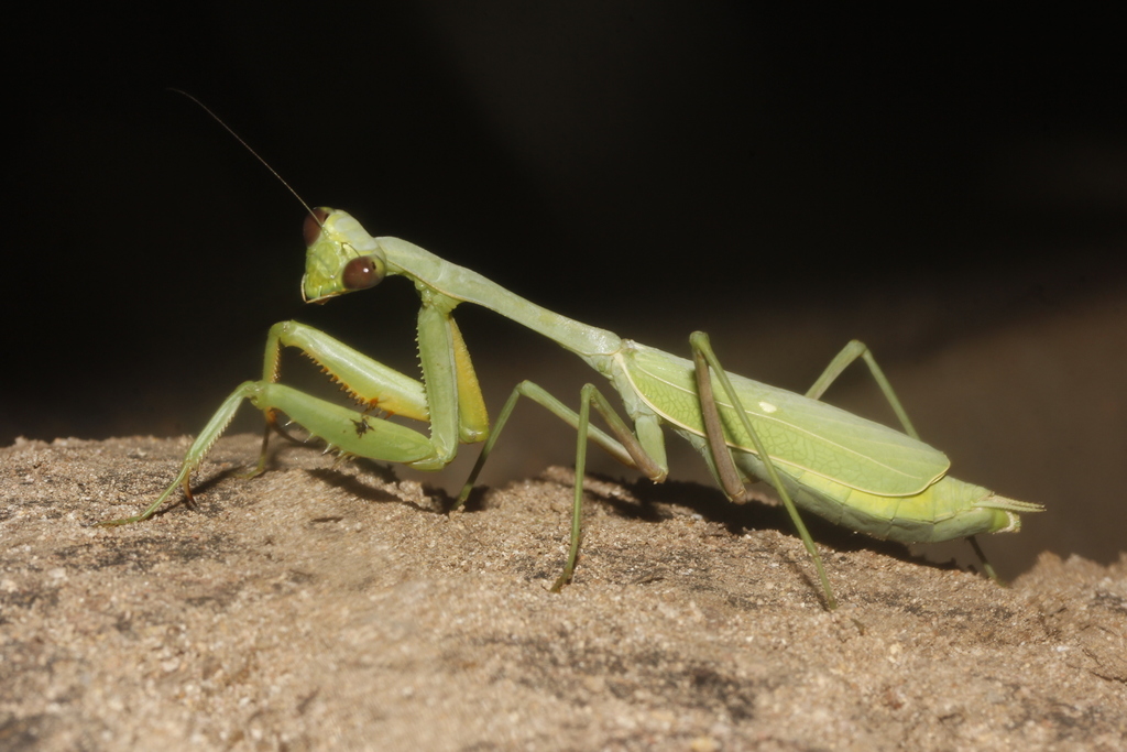 Stagmomantis montana sinaloae