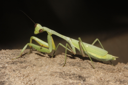 Stagmomantis montana sinaloae