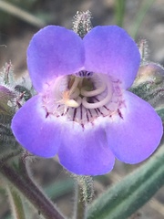 Penstemon gormanii