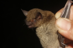 Myotis volans