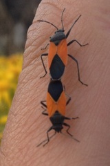 Melanopleurus bicolor