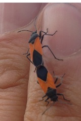 Melanopleurus bicolor