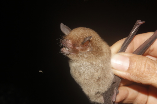 Mesoamerican Common Mustached Bat