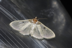 Apilocrocis pimalis