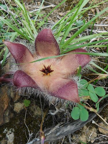 Ceropegia pulvinata