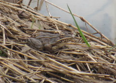 Lithobates blairi