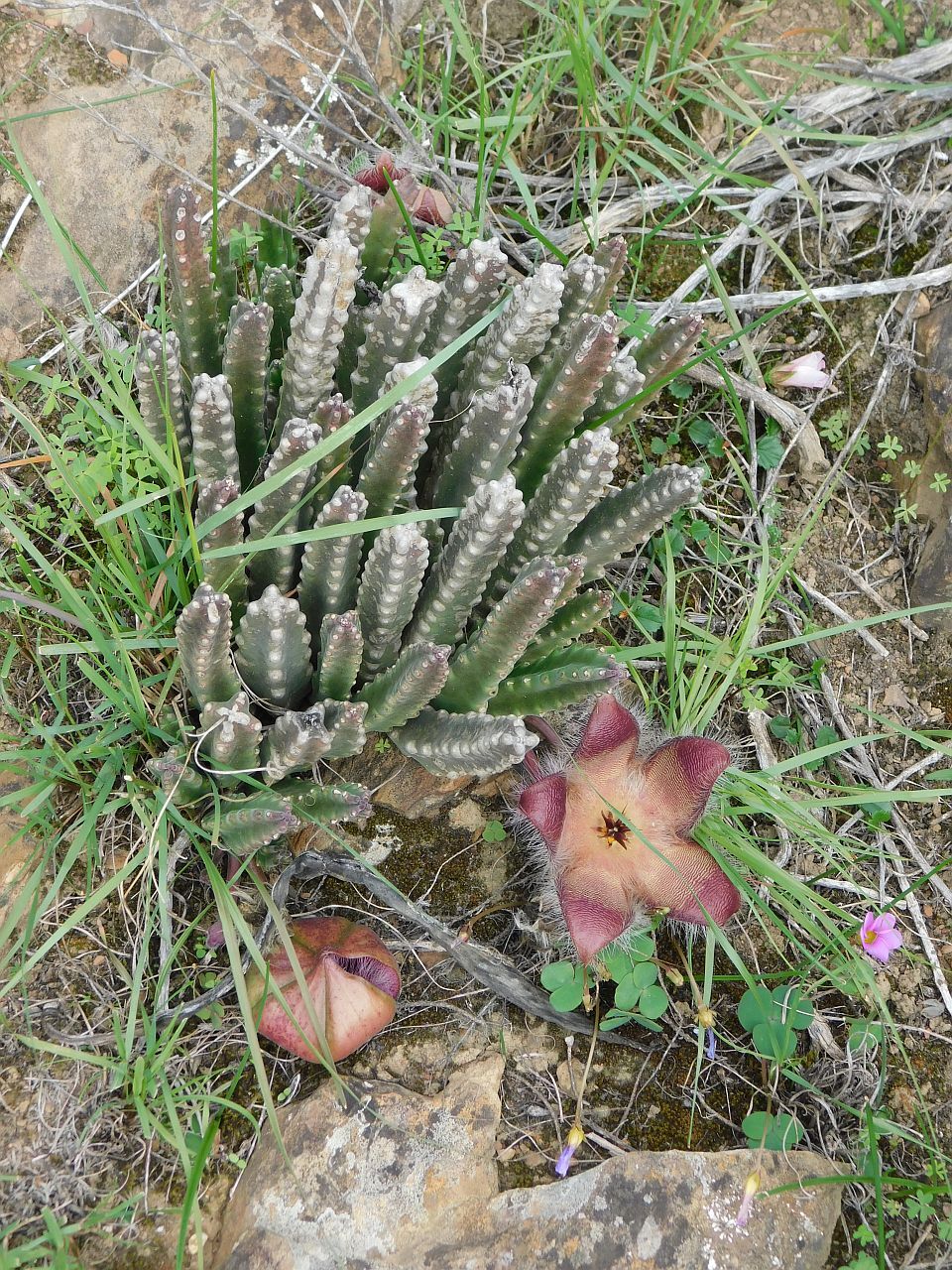 Ceropegia pulvinata