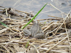 Lithobates blairi