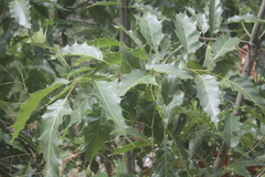 Quercus albocincta