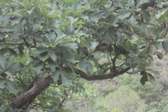 Quercus tuberculata