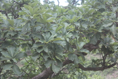 Quercus tuberculata