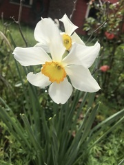 Narcissus × incomparabilis