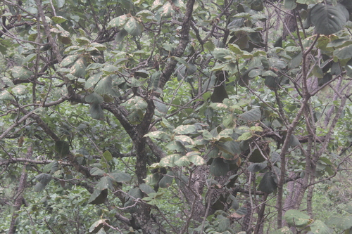 Image of Quercus tarahumara by (c) Juan Cruzado Cortés, some rights reserved (CC BY-SA)