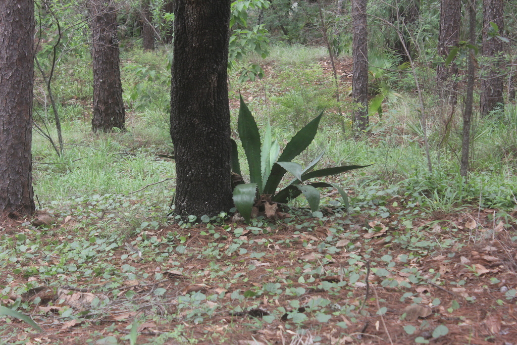 Agave jaiboli, Alamos, MX-SO, MX