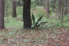 Agave jaiboli