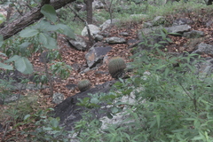 Ferocactus alamosanus