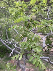 Robinia neomexicana