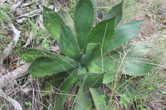 Agave bovicornuta
