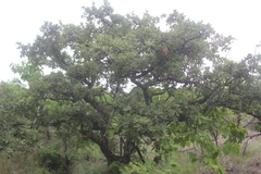 Quercus tuberculata