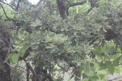 Quercus tuberculata