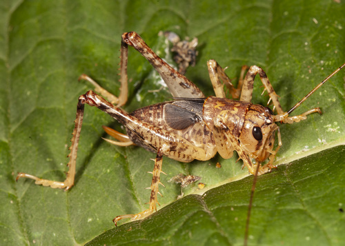 Anabropsis marmorata · iNaturalist