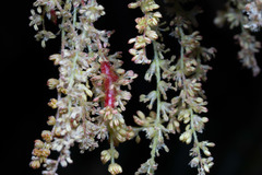 Callirhytis congregata