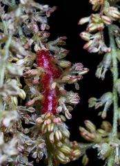 Callirhytis congregata