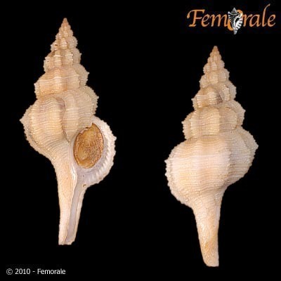 Gracilipurpura