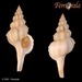 Rostrate Whelk - Photo (c) Femorale, some rights reserved (CC BY-NC)