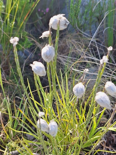 Edmondia sesamoides