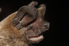 Nyctinomops aurispinosus