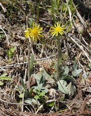 Tephroseris kirilowii