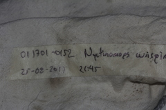 Nyctinomops aurispinosus