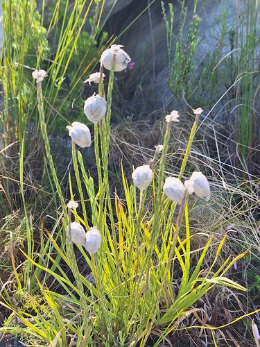 Edmondia sesamoides, photograph 2