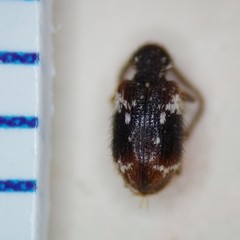 Ptinus bimaculatus