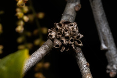 Callirhytis serricornis