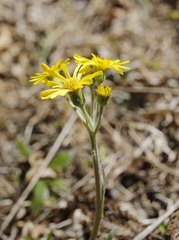 Tephroseris kirilowii