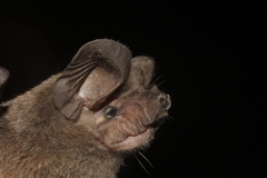 Nyctinomops aurispinosus