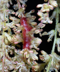 Callirhytis congregata