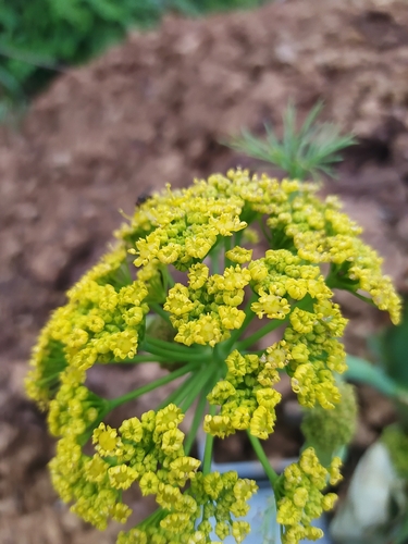 Giant Fennel